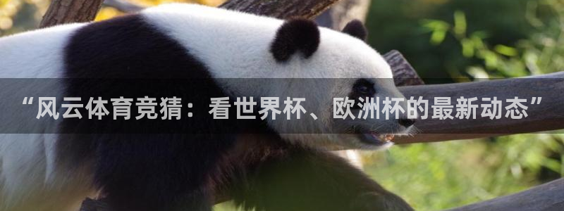 “风云体育竞猜：看世界杯、欧洲杯的最新动态”